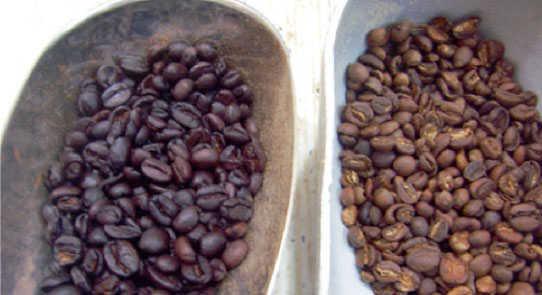 El café en la medicina tradicional usos curativos.